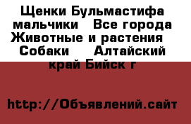 Щенки Бульмастифа мальчики - Все города Животные и растения » Собаки   . Алтайский край,Бийск г.